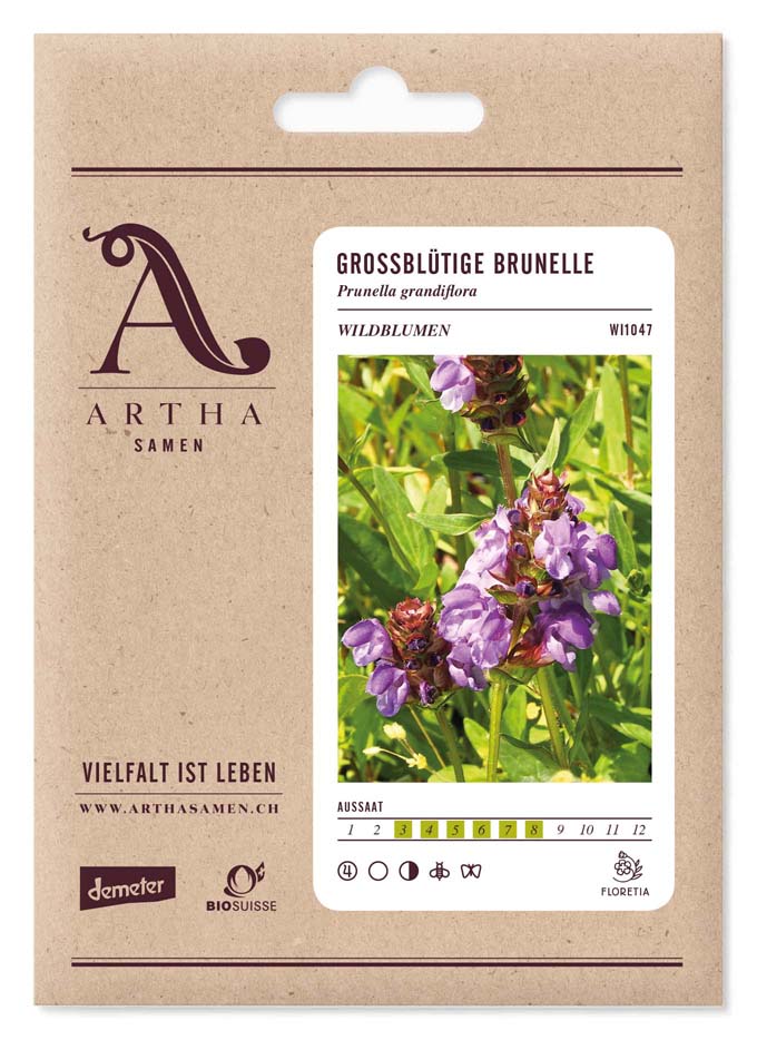Grossblütige Brunelle (Prunella grandiflora)