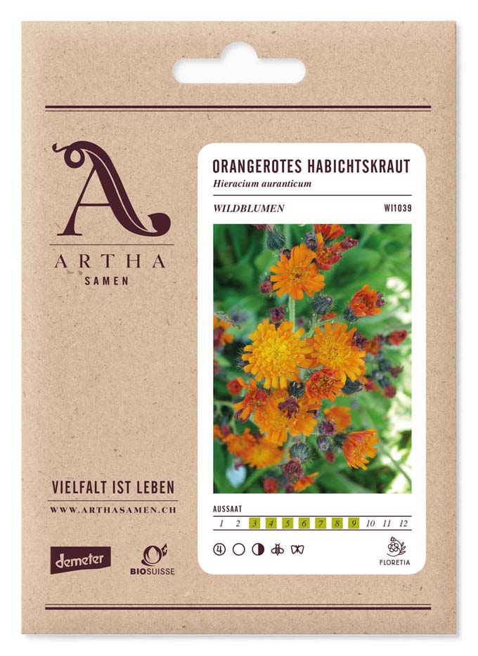 Orangerotes Habichtskraut (Hieracium auranticum)