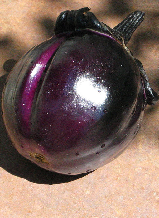 Aubergine Obsidian